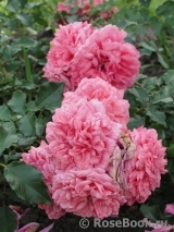 Rosarium Uetersen Rosarium Uetersen