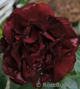 Malicorne Malicorne
