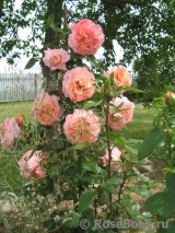 Augusta Luise Augusta Luise