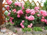Rosarium Uetersen Rosarium Uetersen