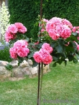 Rosarium Uetersen Rosarium Uetersen