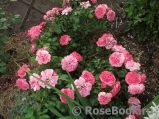 Rosarium Uetersen Rosarium Uetersen
