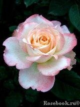 Pierre Tchernia Pierre Tchernia