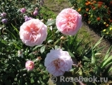 A Shropshire Lad A Shropshire Lad