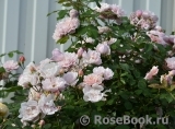 Albertine Albertine