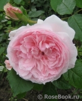 The Wedgwood Rose The Wedgwood Rose
