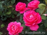 Pink Peace Pink Peace