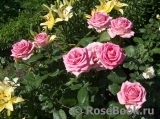 Frederic Mistral® Frederic Mistral®