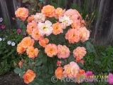 Westerland Westerland