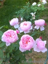 The Alnwick Rose The Alnwick Rose