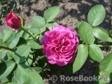 Heidi Klum Rose Heidi Klum Rose