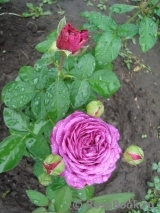 Heidi Klum Rose Heidi Klum Rose