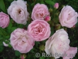 Heavenly Pink Heavenly Pink