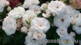 Aspirin Rose Aspirin Rose