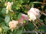 Morden Blush Morden Blush