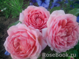 Jubilee Celebration® Jubilee Celebration®