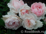 The Wedgwood Rose The Wedgwood Rose