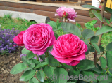 Heidi Klum Rose Heidi Klum Rose