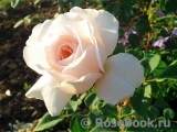 Crocus Rose® Crocus Rose®