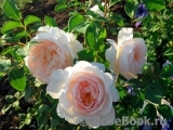 Crocus Rose® Crocus Rose®