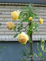 Golden Celebration® Golden Celebration®