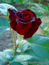 Black Baccara Black Baccara