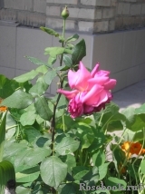 Duftrausch Duftrausch