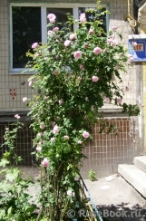 Belle Amour Belle Amour