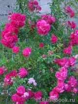 Excelsa Excelsa