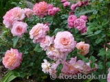 Augusta Luise Augusta Luise