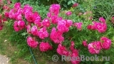 Excelsa Excelsa