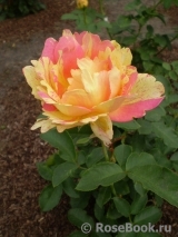 Rose des Cisterciens Rose des Cisterciens