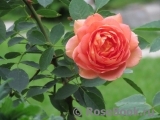 Lady of Shalott Lady of Shalott