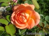Lady of Shalott Lady of Shalott