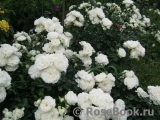 White Meidiland White Meidiland