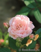 Pink Medallion Pink Medallion