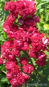 Alberich Cl. Alberich Cl.