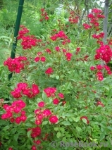 Alberich Cl. Alberich Cl.