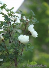 Rose spinosissima Rose spinosissima