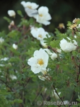 Rose spinosissima Rose spinosissima