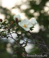 Rose spinosissima Rose spinosissima