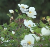 Rose spinosissima Rose spinosissima