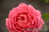 Jubilee Celebration® Jubilee Celebration®