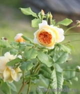 Crown Princess Margareta® Crown Princess Margareta®