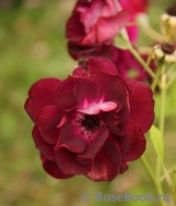 Burgundy Ice Burgundy Ice