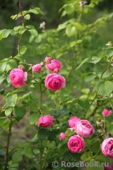 Pomponella Pomponella