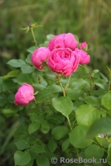 Pomponella Pomponella