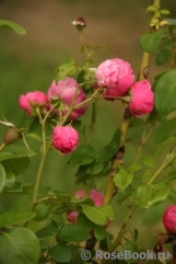 Pomponella Pomponella