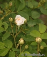 Felicite Parmentier Felicite Parmentier