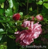 Rosarium Uetersen Rosarium Uetersen